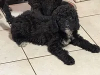 Tuxedo, a male Poodle - Miniature  for sale in Wellington, FL – Photo 1 of 7