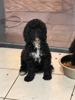 Tuxedo, a male Poodle - Miniature  for sale in Wellington, FL – Photo 2 of 7