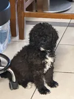 Tuxedo, a male Poodle - Miniature  for sale in Wellington, FL – Photo 3 of 7