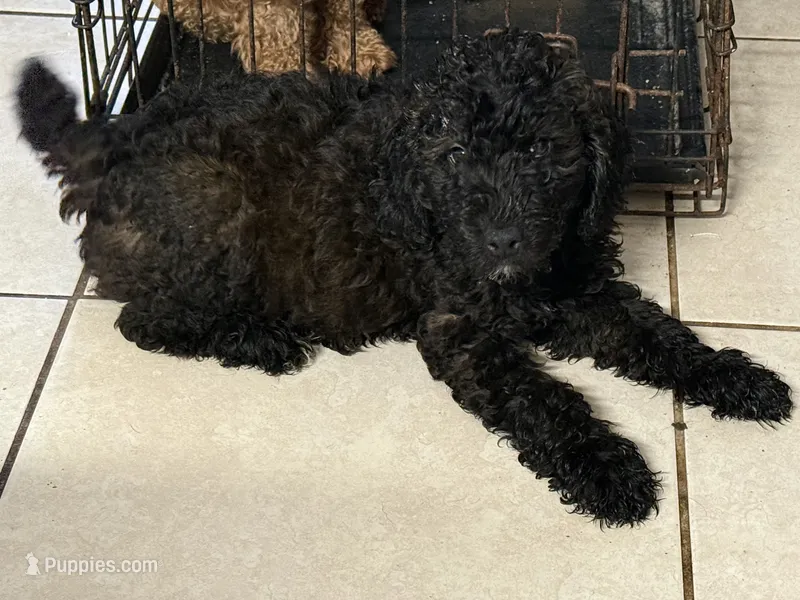 Poodle boy – Poodle - Miniature  puppy for sale in Wellington, FL