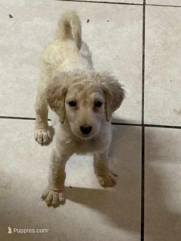 Blondy  – Goldendoodle puppy for sale in Wellington, FL