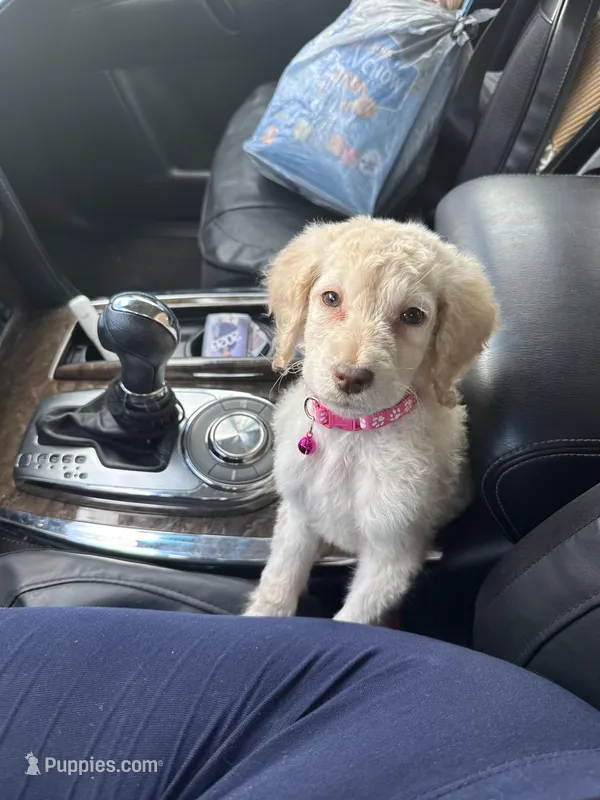 Blondy , a female Goldendoodle for sale in Wellington, FL – Photo 1 of 5