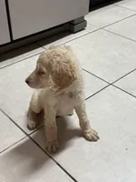 Blondy , a female Goldendoodle for sale in Wellington, FL – Photo 4 of 5