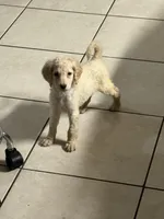 Blondy , a female Goldendoodle for sale in Wellington, FL – Photo 3 of 5