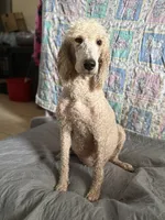 Cookie, a female Poodle - Standard  for sale in Wellington, FL – 1 of 9
