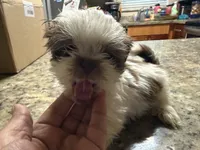 Gucci , a male Shih Tzu for sale in Wellington, FL – 2 of 3
