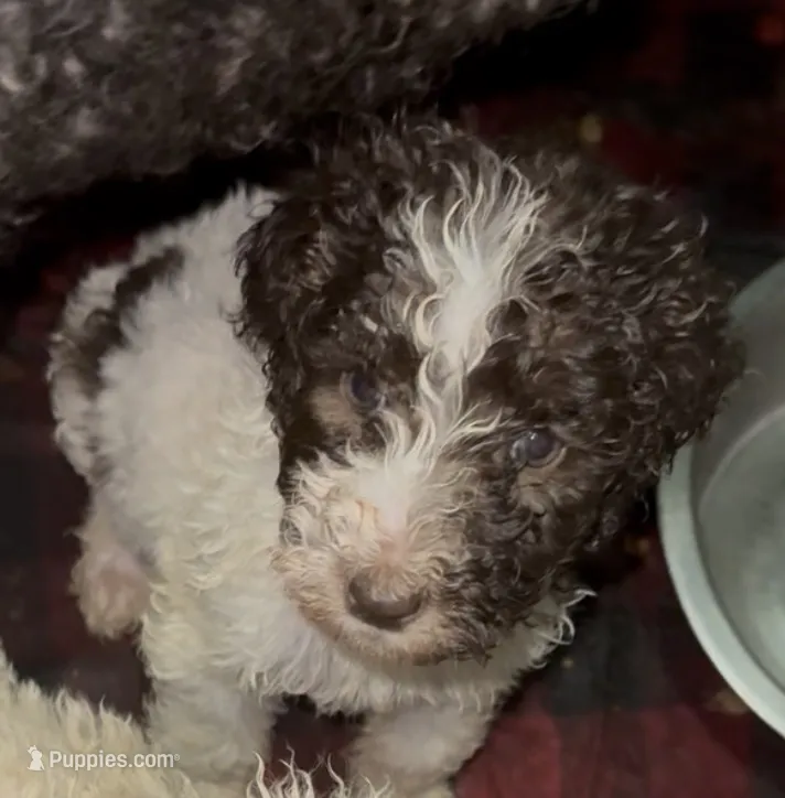 Cinnamon – Goldendoodle, Poodle - Multi-Colored Standard puppy for sale in Wellington, FL