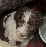 Cinnamon, a female Goldendoodle and Poodle - Multi-Colored Standard for sale in Wellington, FL – 1 of 2