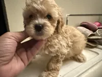 Pup 1, a male Shihpoo for sale in Wellington, FL – 2 of 3