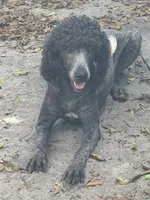 Molly, a female Poodle - Standard  for sale in Wellington, FL – 2 of 7