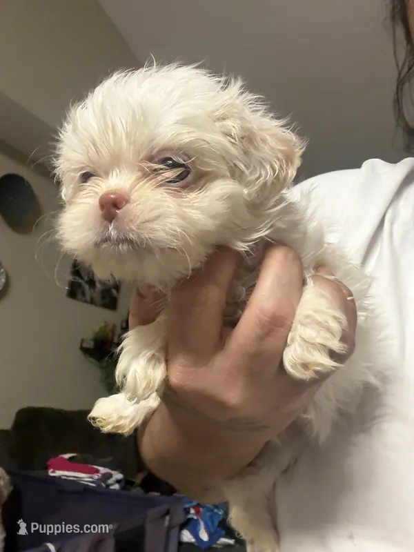 Snow – Shih Tzu puppy for sale in Wellington, FL
