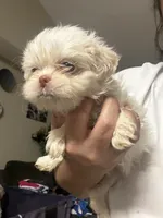 Snow, a female Shih Tzu for sale in Wellington, FL – 1 of 3