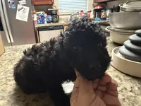 Baby boy, a male Poodle - Toy  for sale in Wellington, FL – 1 of 2