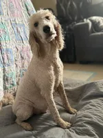 Cookie, a female Poodle - Standard  for sale in Wellington, FL – 2 of 9