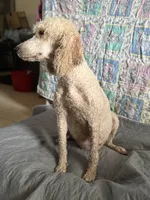 Cookie, a female Poodle - Standard  for sale in Wellington, FL – 7 of 9