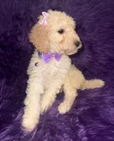 Jazzy , a female Poodle - Standard  for sale in Wellington, FL – 3 of 7