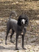 Molly, a female Poodle - Standard  for sale in Wellington, FL – 6 of 7