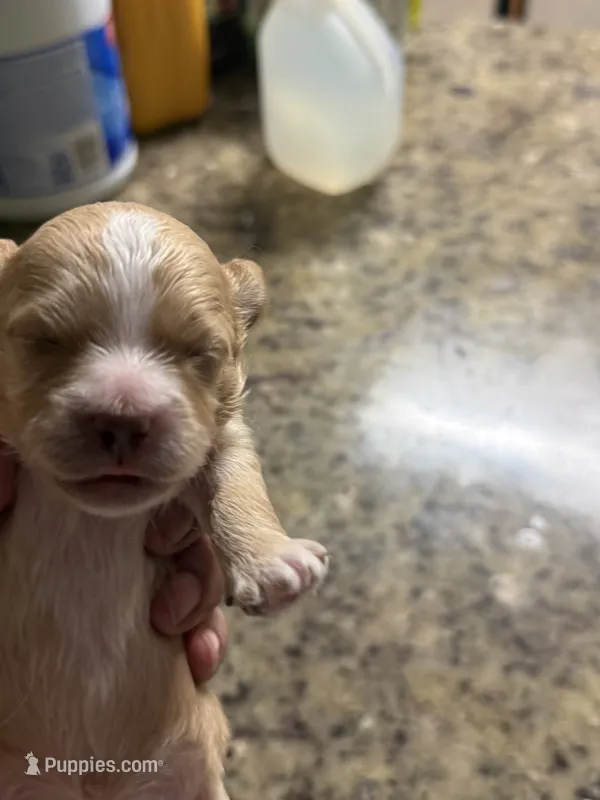 Shih poo – Shihpoo puppy for sale in Wellington, FL