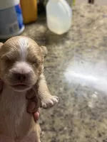 Shih poo, a male Shihpoo for sale in Wellington, FL – 1 of 2