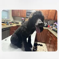 Molly, a female Poodle - Standard  for sale in Wellington, FL – Photo 7 of 7