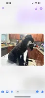 Molly, a female Poodle - Standard  for sale in Wellington, FL – Photo 7 of 7