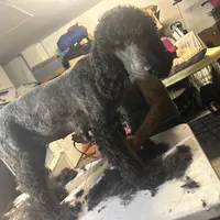 Molly, a female Poodle - Standard  for sale in Wellington, FL – Photo 2 of 7