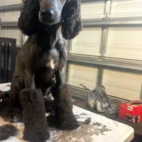 Molly, a female Poodle - Standard  for sale in Wellington, FL – Photo 6 of 7