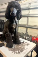 Molly, a female Poodle - Standard  for sale in Wellington, FL – Photo 6 of 7