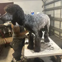 Molly, a female Poodle - Standard  for sale in Wellington, FL – Photo 5 of 7