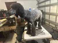 Molly, a female Poodle - Standard  for sale in Wellington, FL – Photo 5 of 7