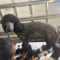 Molly, a female Poodle - Standard  for sale in Wellington, FL – Photo 4 of 7