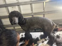 Molly, a female Poodle - Standard  for sale in Wellington, FL – Photo 4 of 7