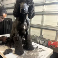 Molly, a female Poodle - Standard  for sale in Wellington, FL – Photo 1 of 7