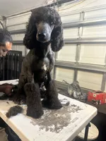 Molly, a female Poodle - Standard  for sale in Wellington, FL – Photo 1 of 7