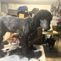 Molly, a female Poodle - Standard  for sale in Wellington, FL – Photo 3 of 7