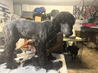 Molly, a female Poodle - Standard  for sale in Wellington, FL – Photo 3 of 7