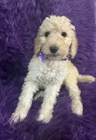 Jazzy , a female Poodle - Standard  for sale in Wellington, FL – 6 of 7