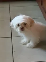 Blanko, a male Shih Tzu for sale in Wellington, FL – 7 of 7