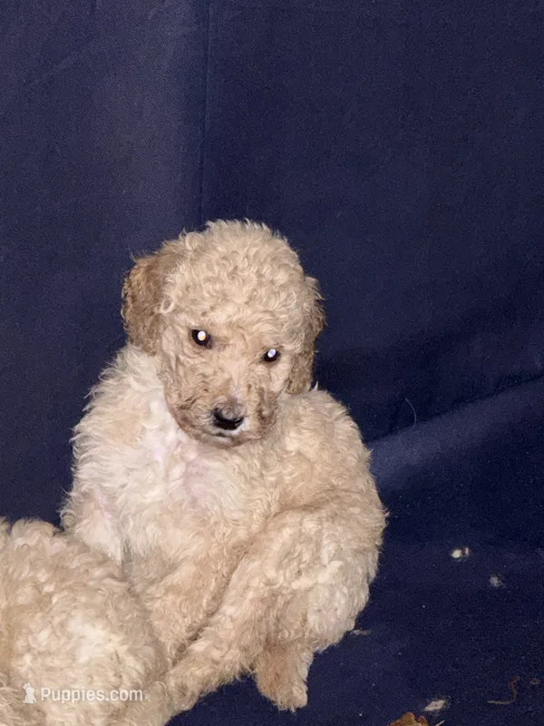 Blondy  – Poodle - Standard  puppy for sale in Wellington, FL
