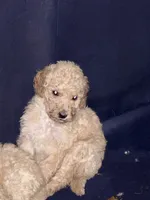 Blondy , a female Poodle - Standard  for sale in Wellington, FL – 1 of 2