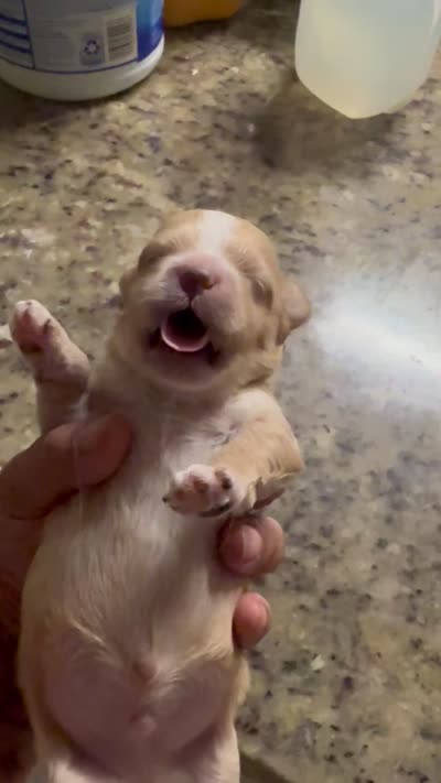 Shih poo, a male Shihpoo for sale in Wellington, FL – 2 of 2