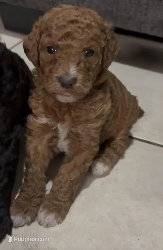 Red, a male Poodle - Miniature  for sale in Wellington, FL – Photo 1 of 1