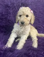 Jazzy , a female Poodle - Standard  for sale in Wellington, FL – 1 of 7