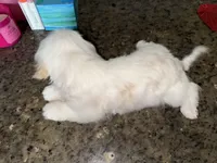 Blanko, a male Shih Tzu for sale in Wellington, FL – 3 of 6