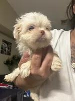 Snow, a female Shih Tzu for sale in Wellington, FL – 2 of 3