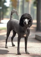 Molly, a female Poodle - Standard  for sale in Wellington, FL – 4 of 7