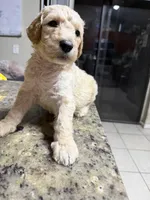 Blondy boy, a male Goldendoodle for sale in Wellington, FL – Photo 4 of 6
