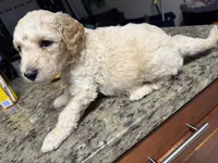 Blondy boy, a male Goldendoodle for sale in Wellington, FL – Photo 6 of 6