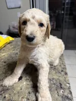 Blondy boy, a male Goldendoodle for sale in Wellington, FL – Photo 1 of 6
