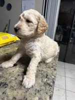 Blondy boy, a male Goldendoodle for sale in Wellington, FL – Photo 5 of 6